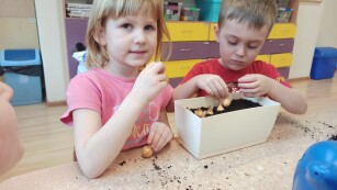 Chłopiec i dziewczynka sadzą cebulę